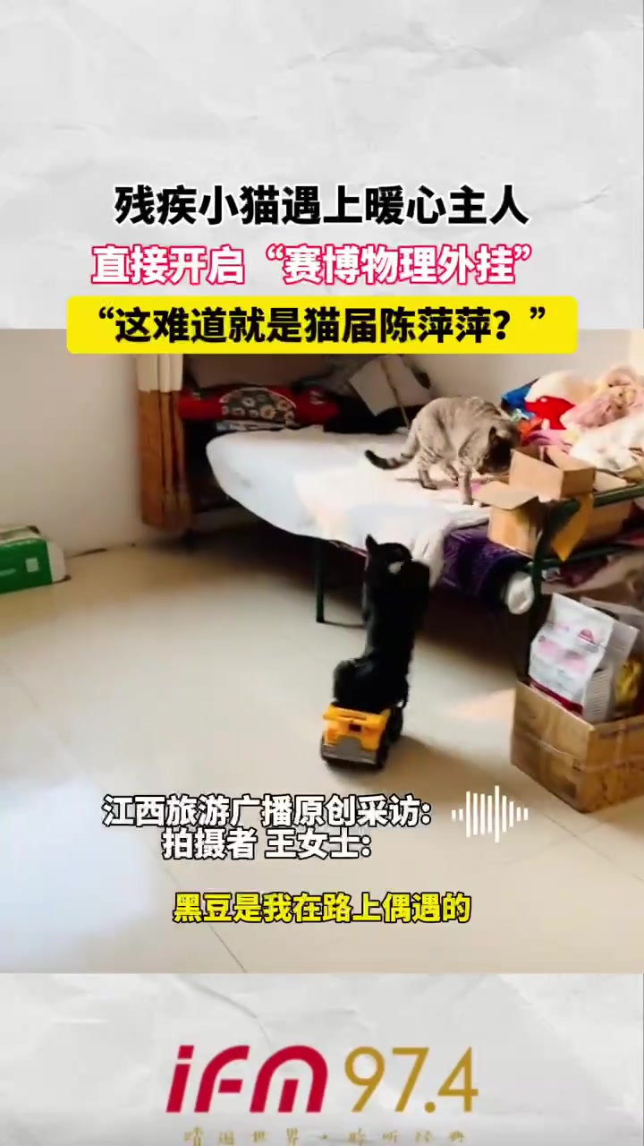鉴察院陈萍萍残疾小猫遇暖心主人开启物理外挂！