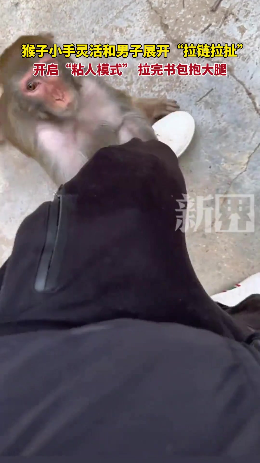 男子和猴子极限拉扯拉链，最后你俩到底咋解决的！