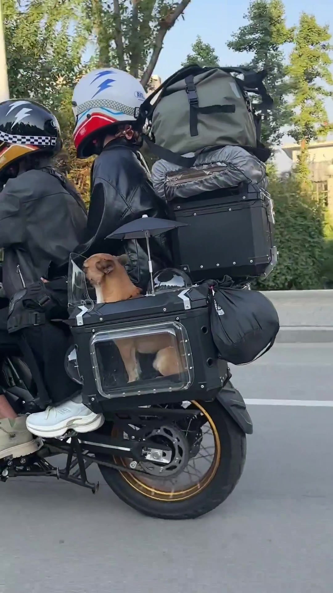超帅摩托改造！狗狗：狗生没有售价，边箱直达拉萨