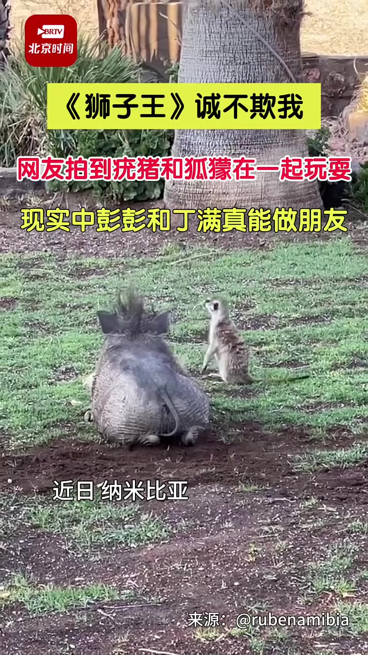 我是万万没想到，狮子王还真能拍真人版啊！