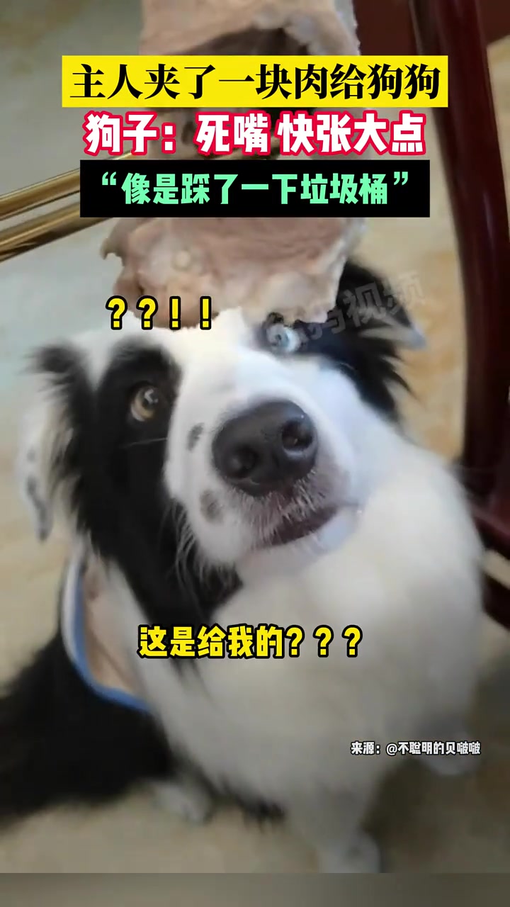 主人夹了一块肉给狗狗，狗子：死嘴快张大点