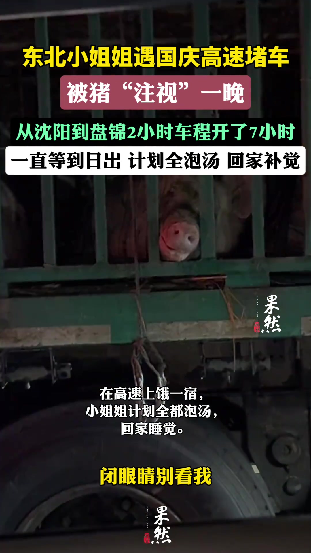 高速堵车，被猪“注视”一晚