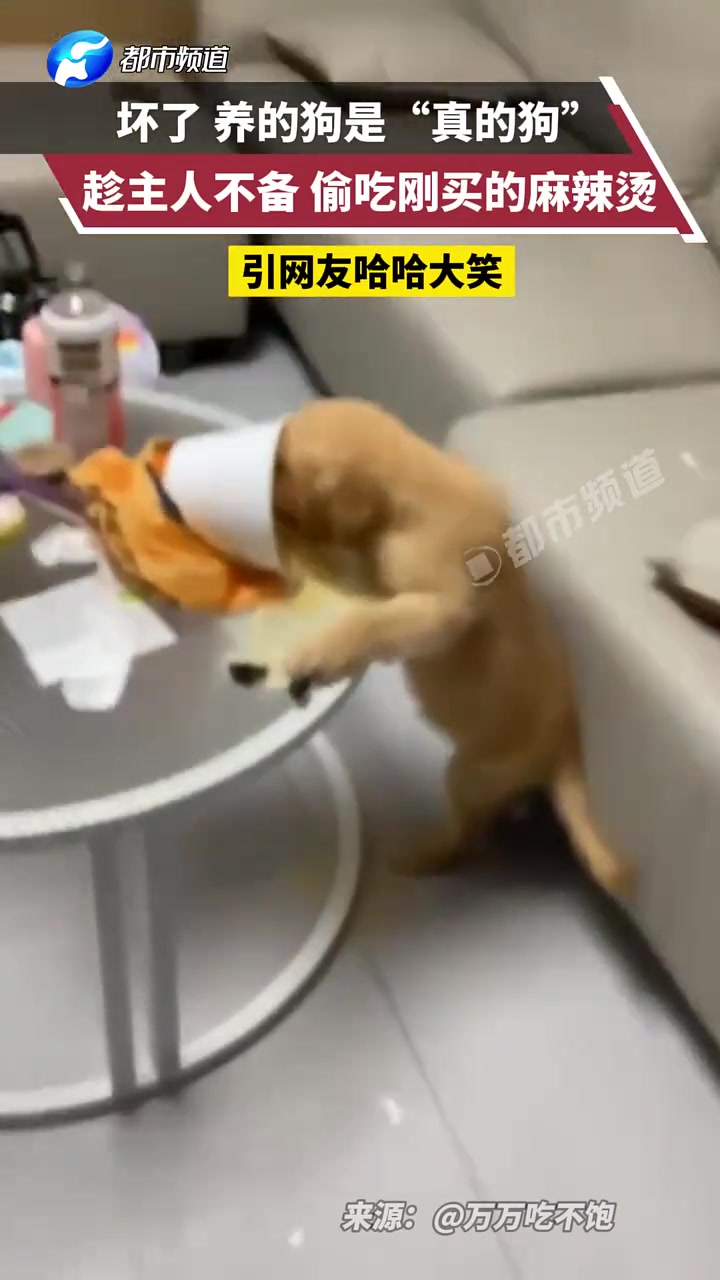 坏了！养的狗是“真的狗”，趁主人不备偷吃刚买的麻辣烫！