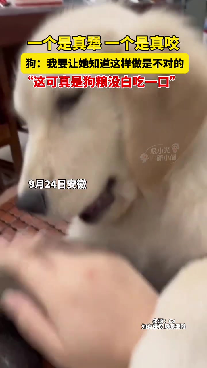 狗咬人就该打！不对，怎么越打咬的越狠啊！