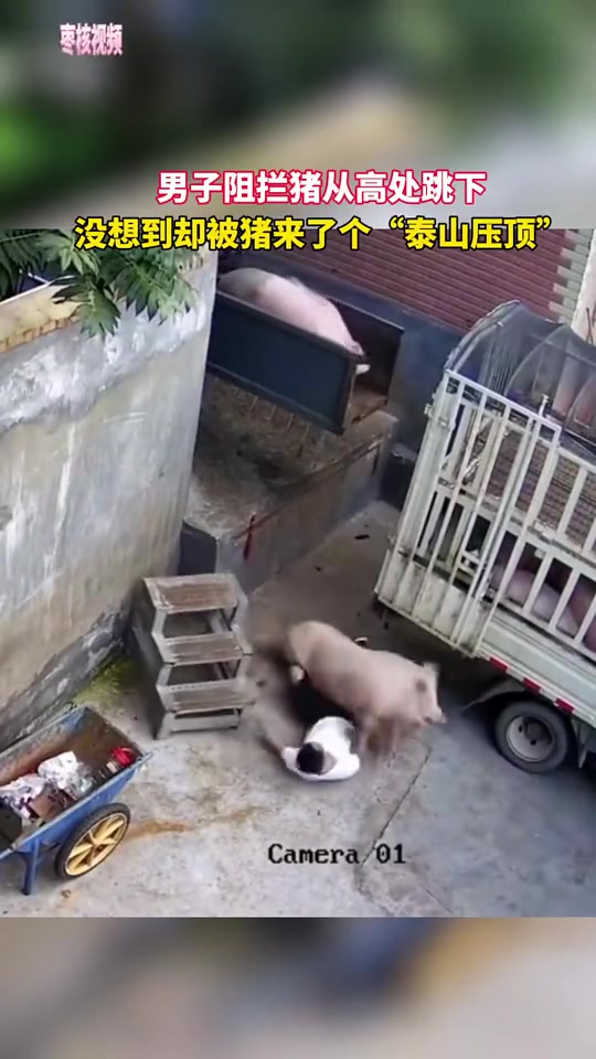 男子阻拦猪从高处跳下，没想到却被猪来了个“泰山压顶！