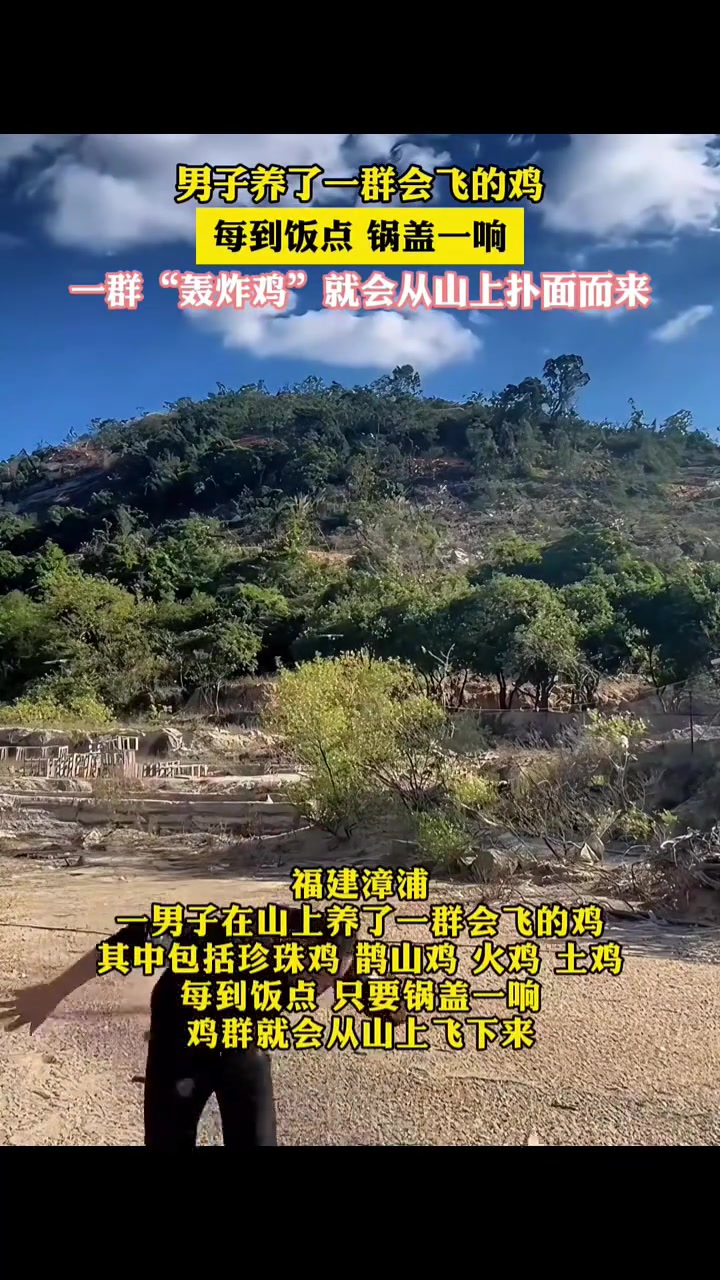 男子养了一群会飞的鸡，锅盖一响，一群“轰炸鸡”就会从山上飞来