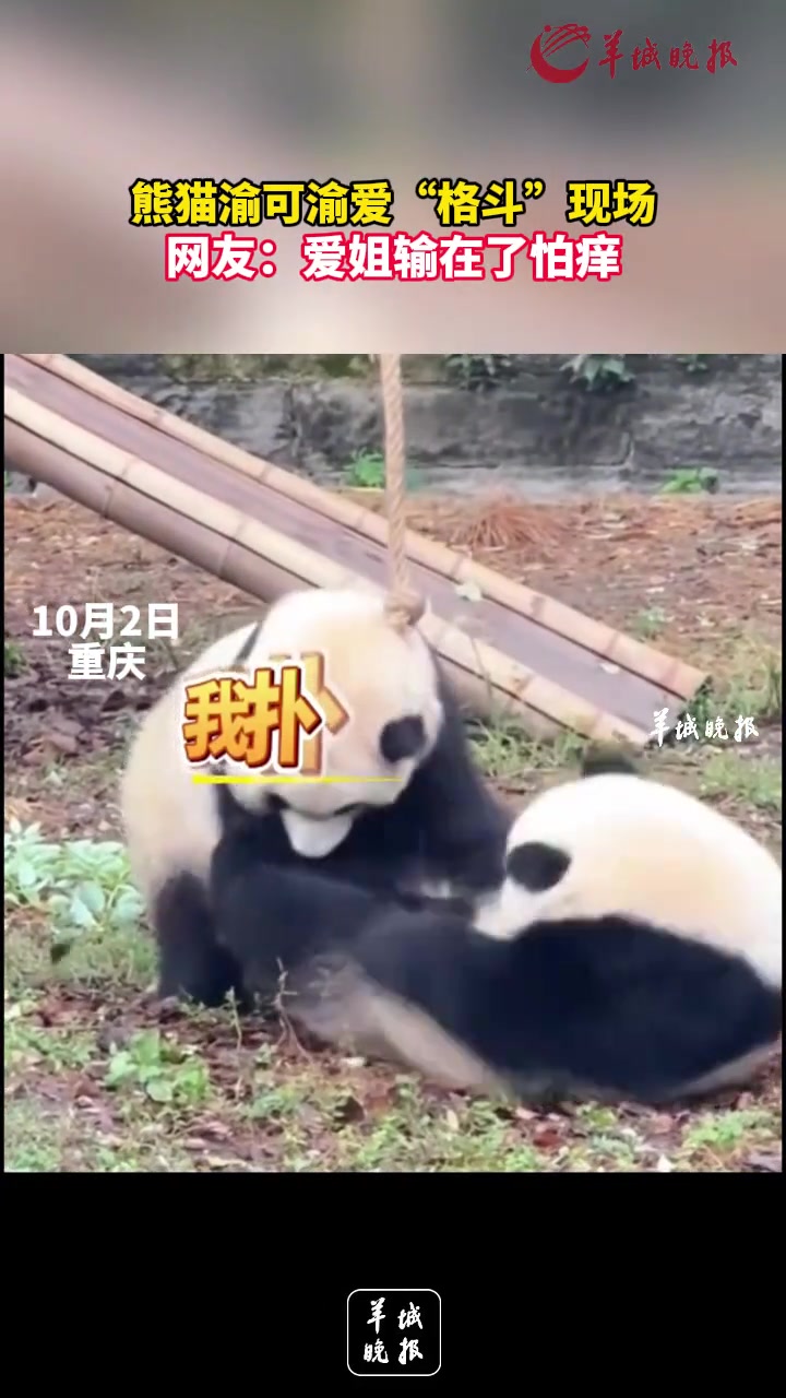 熊猫渝可渝爱“大乱斗”
