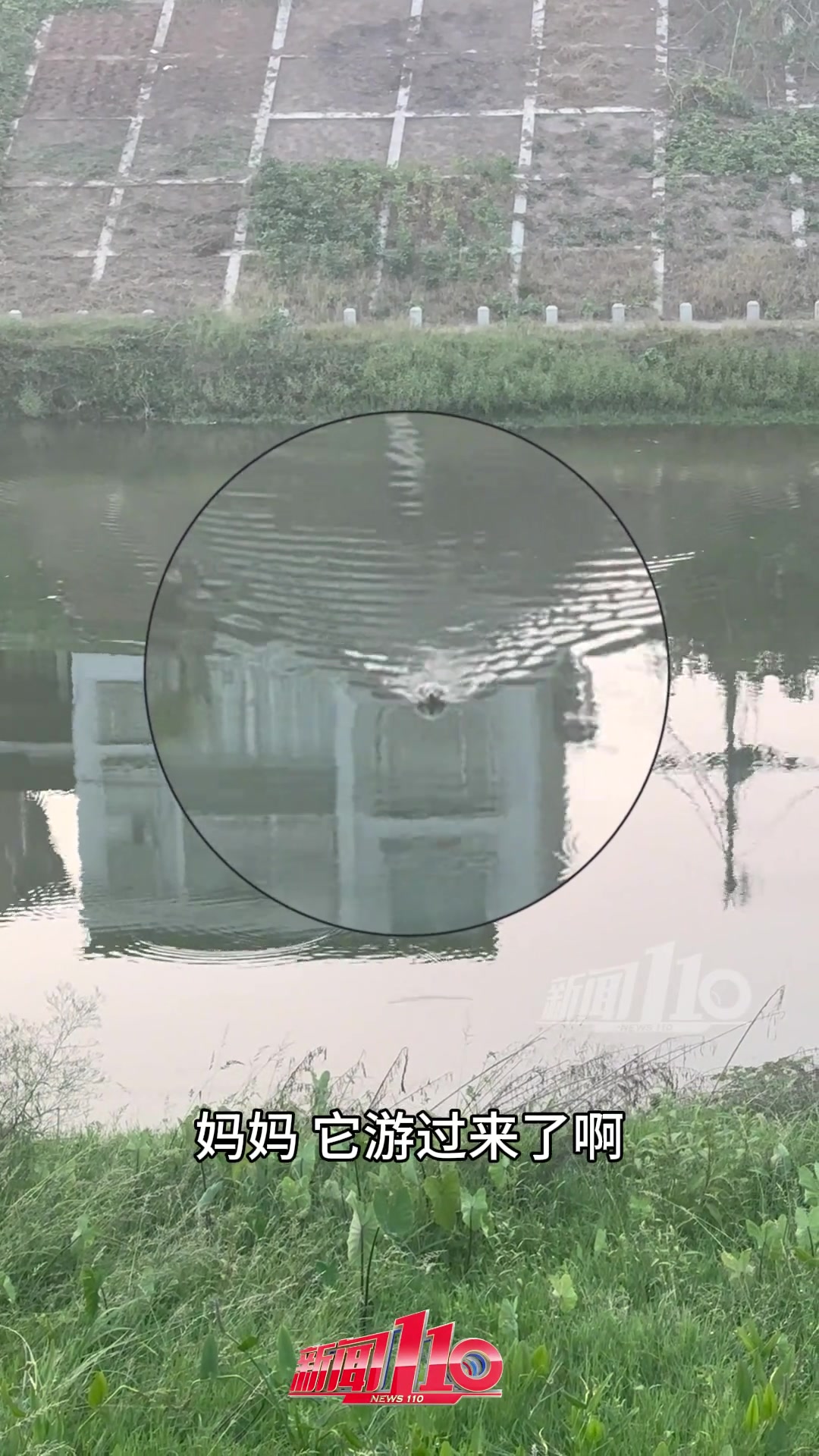 小狗在对岸散步，主人喊它一声便立刻游向她