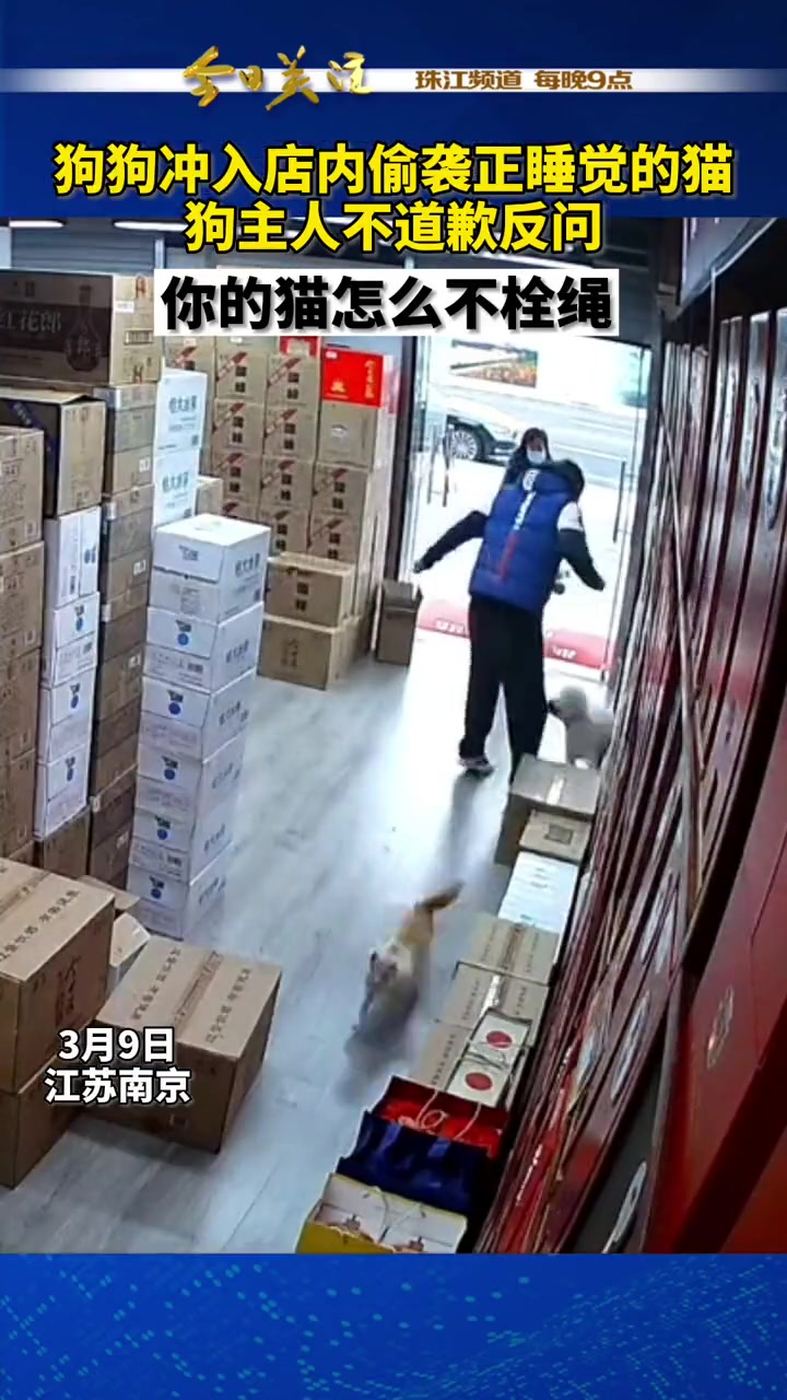 女子遛狗不牵绳反有理！你的猫怎么不牵绳！
