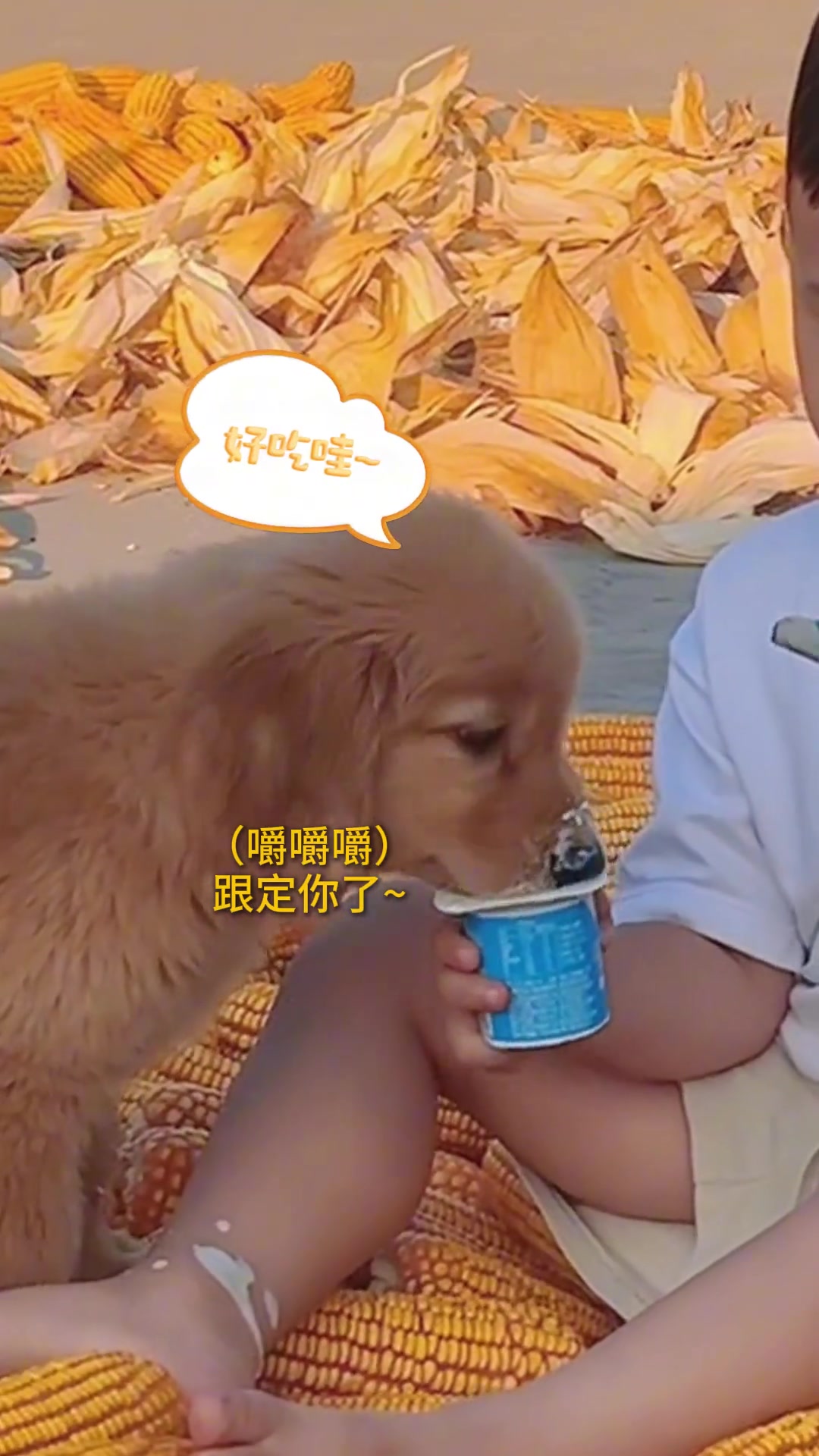 狗狗：我喝酸奶你舔盖，咱哥俩好