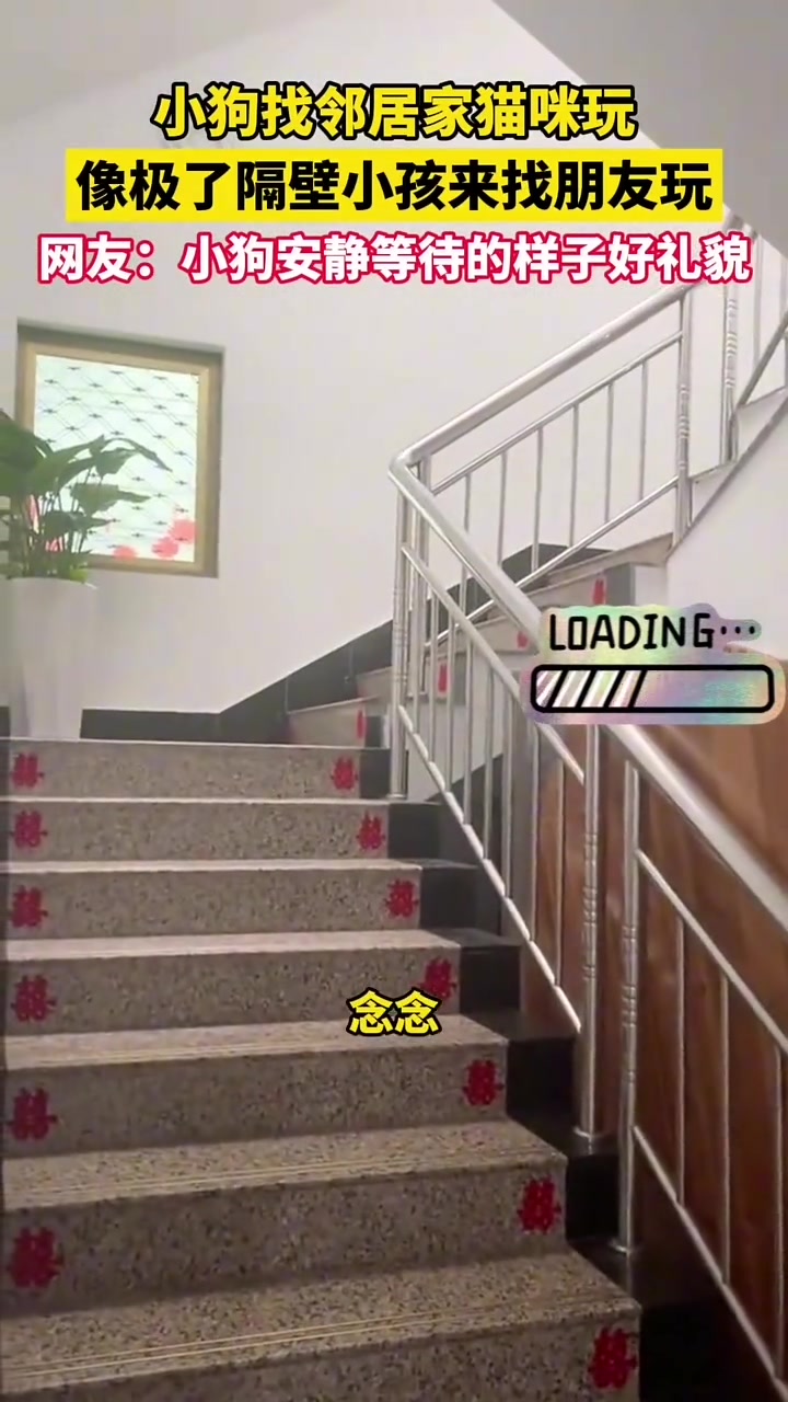 小狗找邻居家猫咪玩，像极了隔壁小孩来找朋友玩
