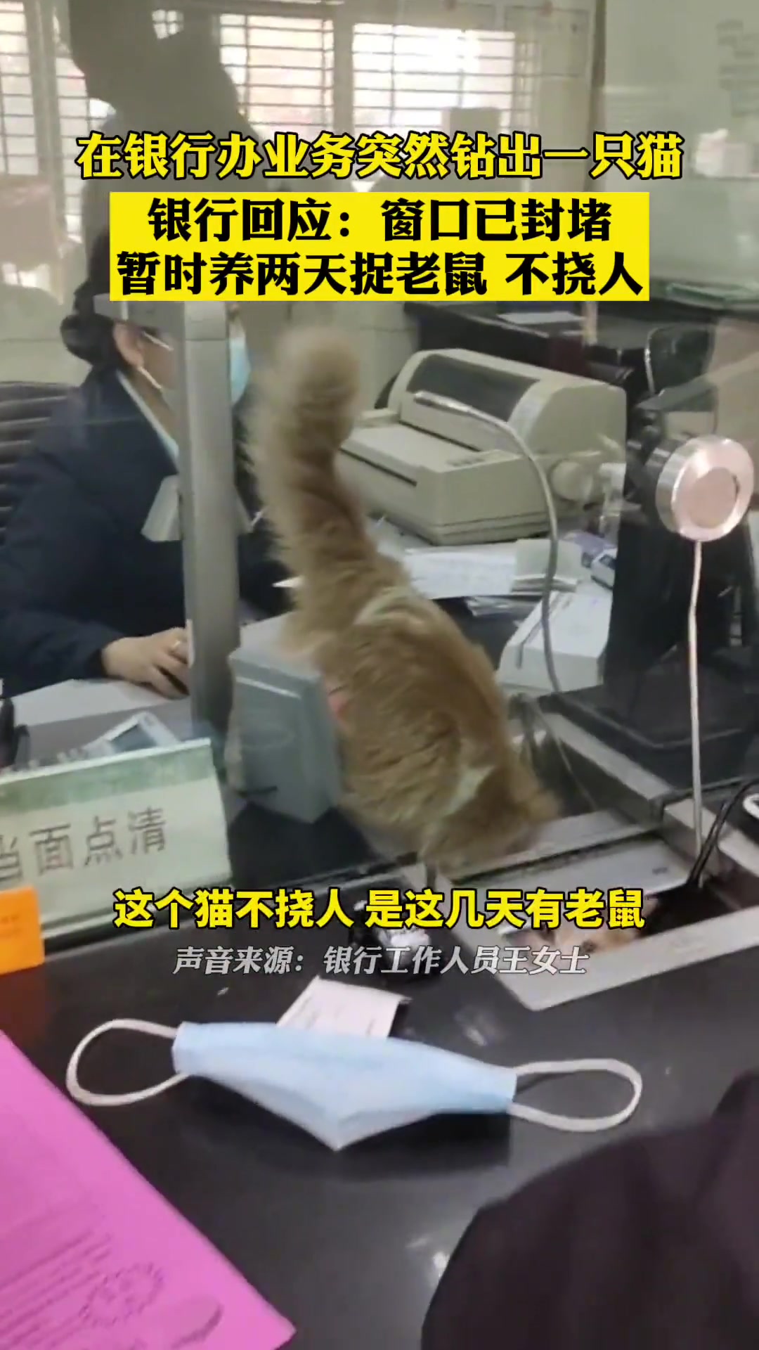 在银行办业务突然钻出一只猫