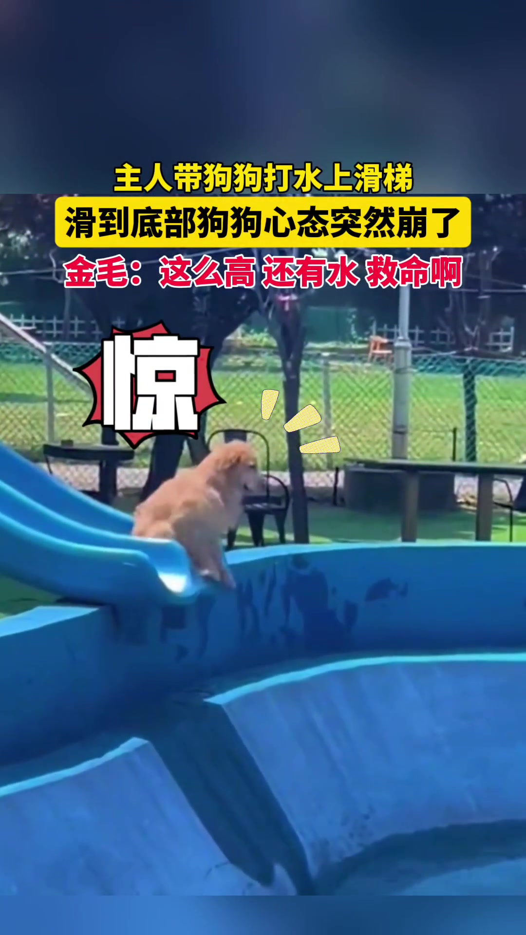 主人带狗狗打水上滑梯，滑到底部狗狗心态突然崩了，金毛：这么高