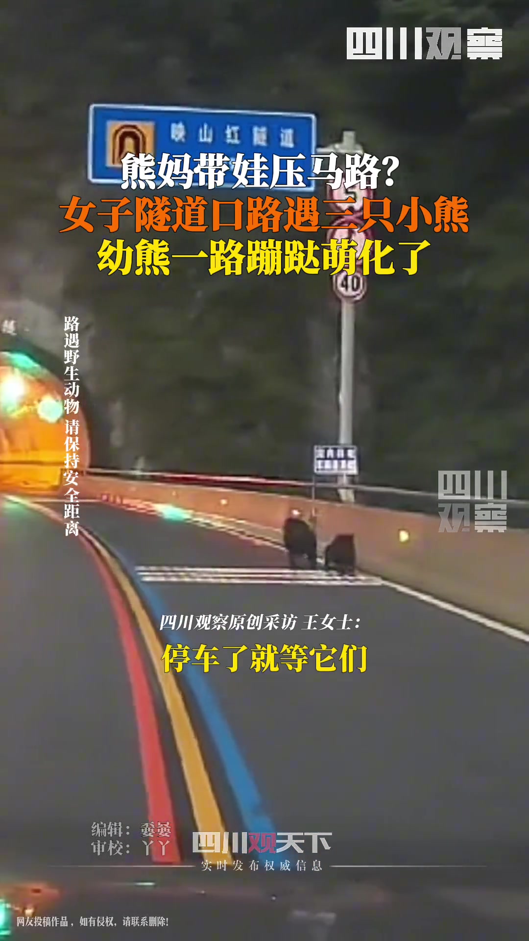 女子雅安一隧道口偶遇3只熊疑似熊妈带娃遛弯