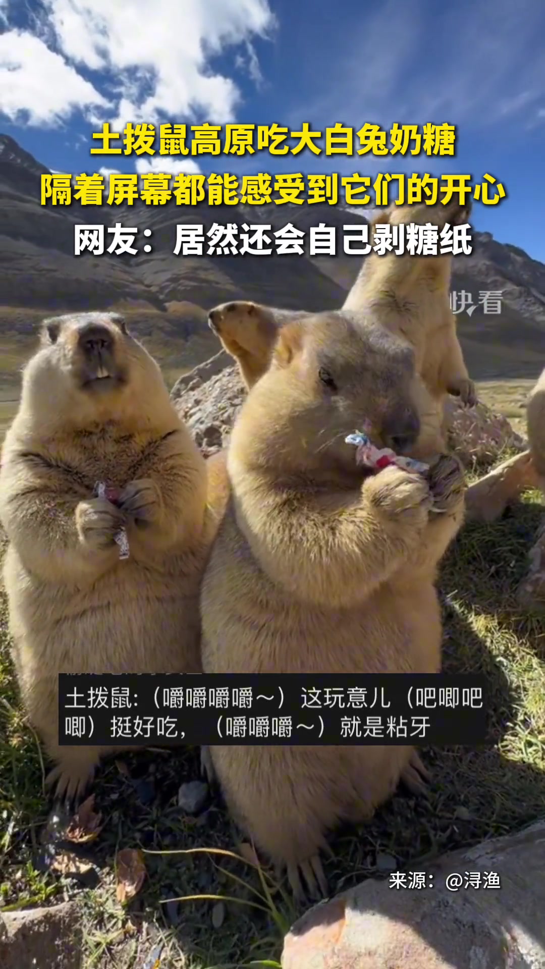 土拨鼠高原吃大白兔奶糖，隔着屏幕都能感受到它们的开心