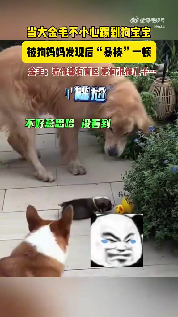 当大金毛不小心踢到狗宝宝，被狗妈妈发现后一顿暴揍！