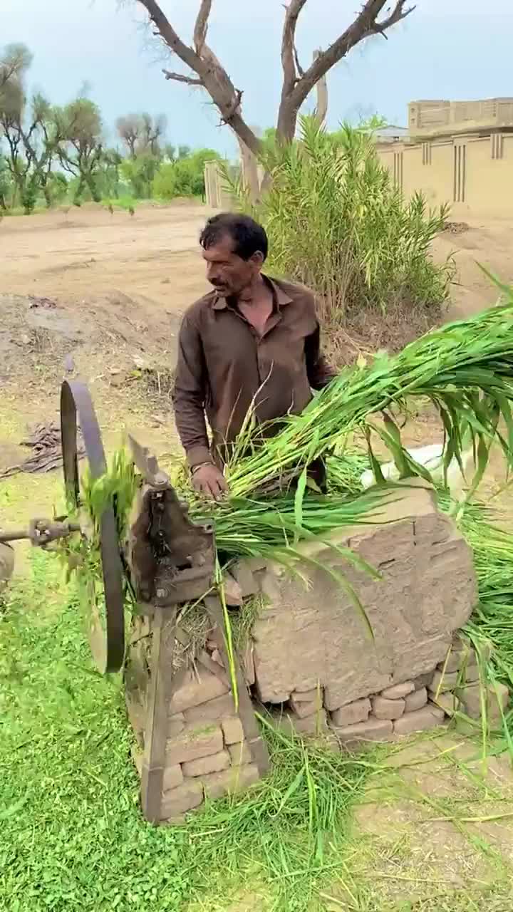 三哥新发明：畜动力碎草机，牛牛实现自己动手丰衣足食