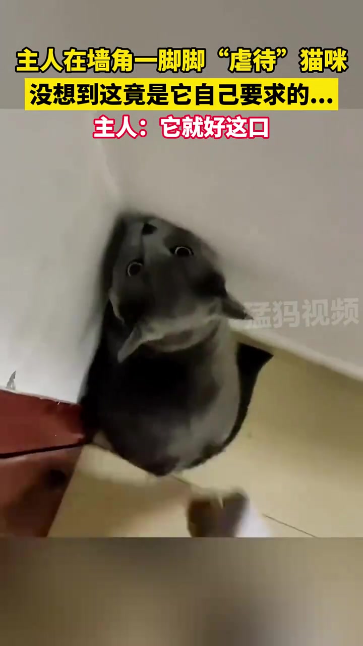 主人在墙角一脚脚“虐待”猫咪，没想到这竟是它自己要求的