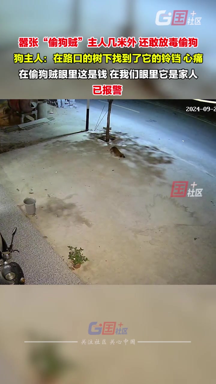 嚣张“偷狗贼”主人几米外，还敢放毒偷狗