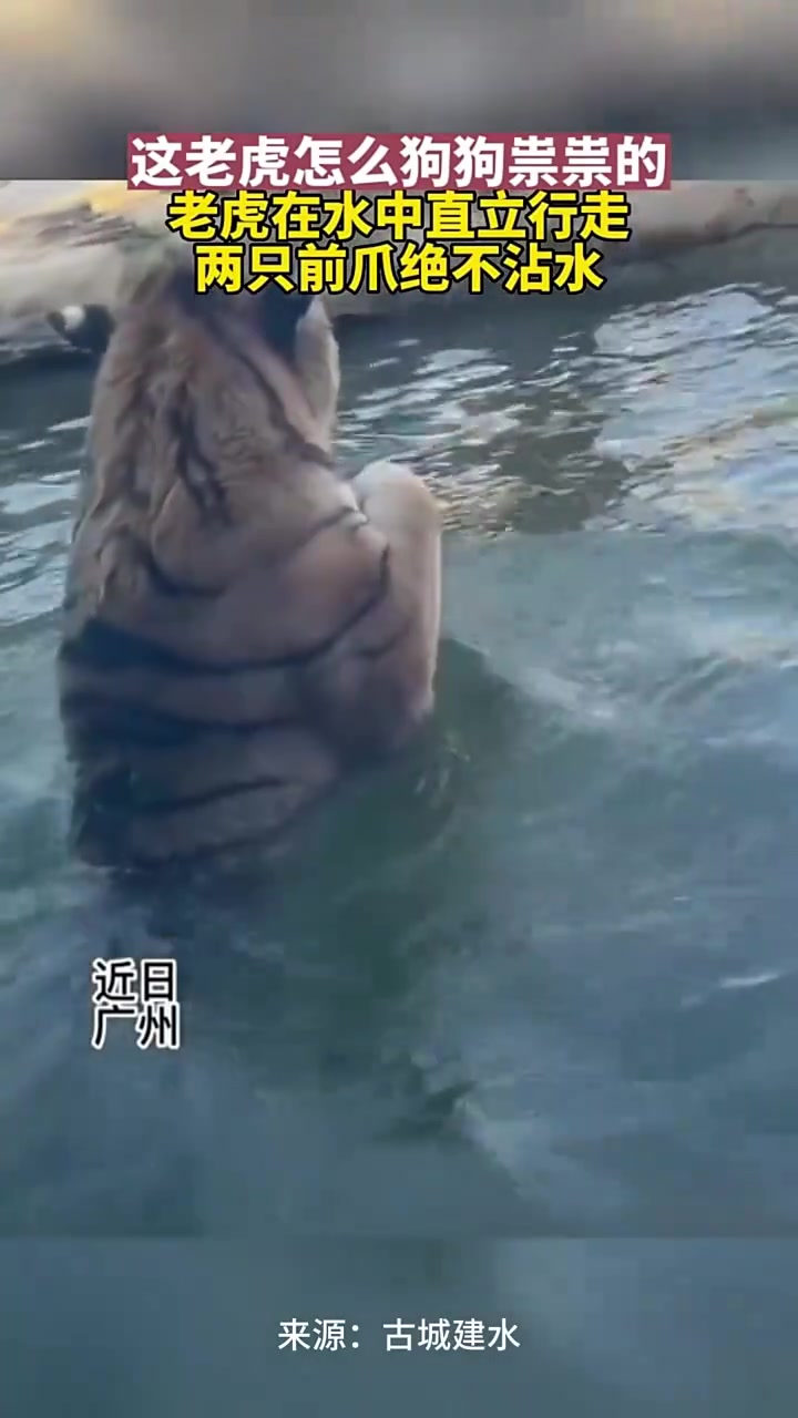 这老虎怎么狗狗祟祟的