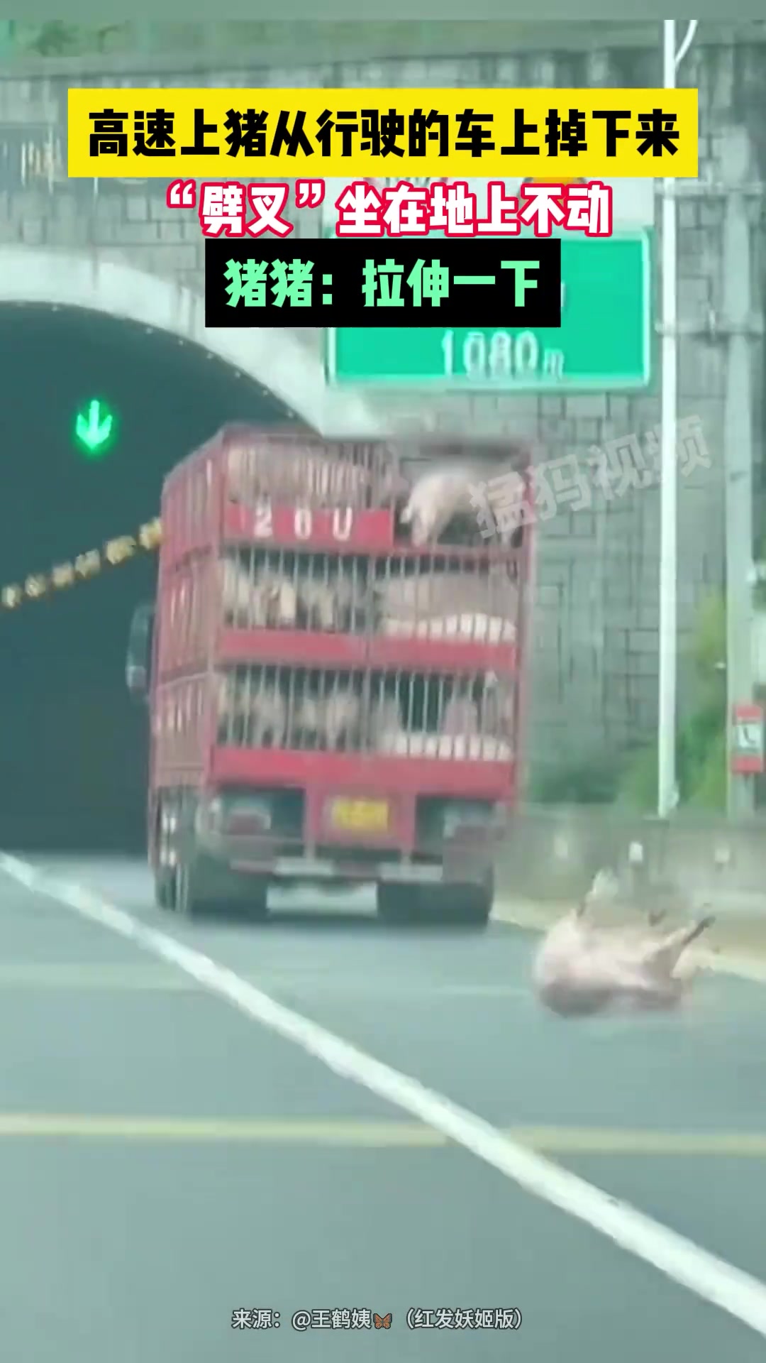 高速上猪从行驶的车上掉下来，“劈叉”坐在地上不动，