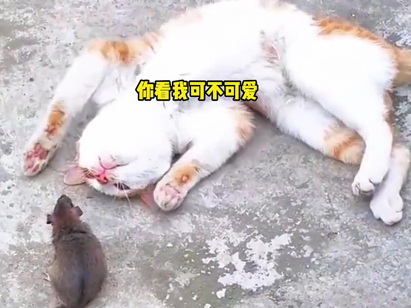 猫咪：我可爱吗