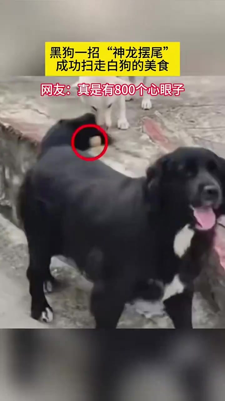 它是看过孙子兵法的
