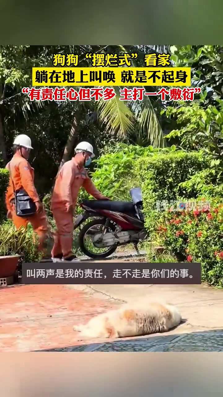 狗子“摆烂”看家光叫唤，就是躺着不起身