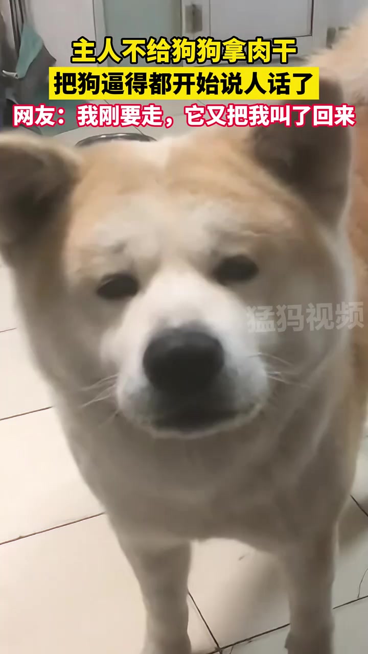 主人不给狗子吃零食，狗子急的快说话了