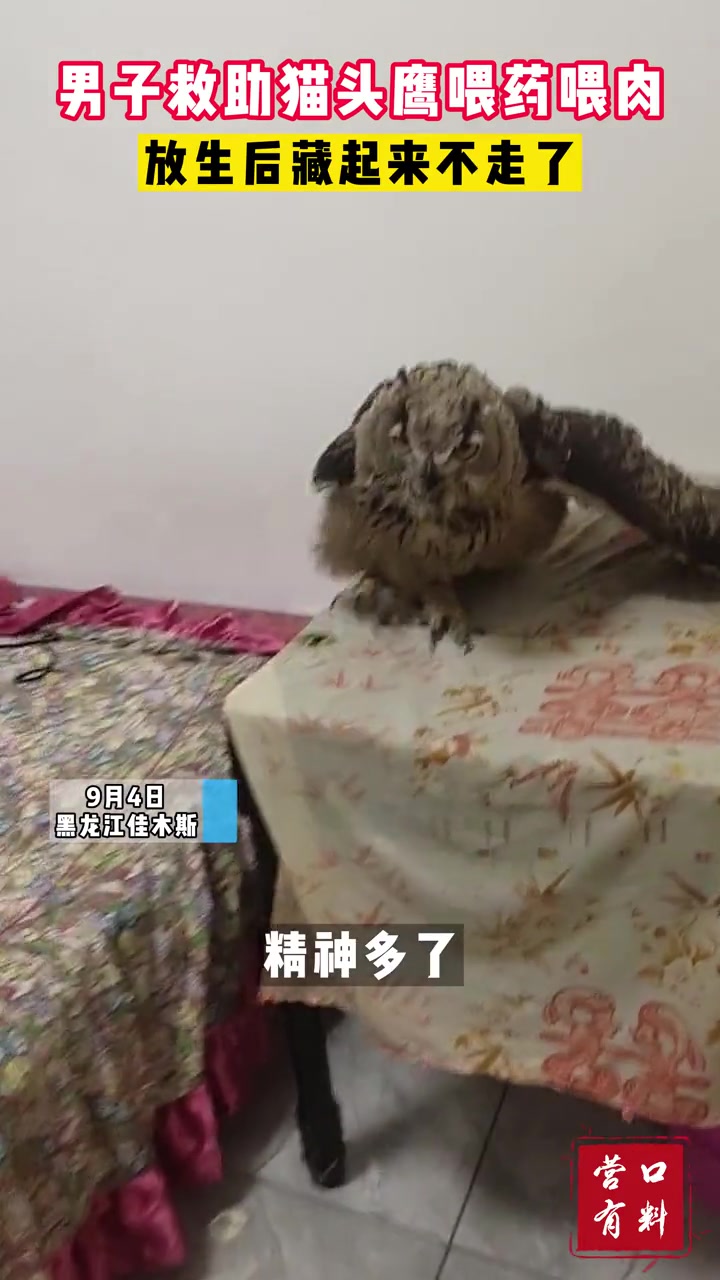男子救助猫头鹰后放生，结果猫头鹰不愿走了