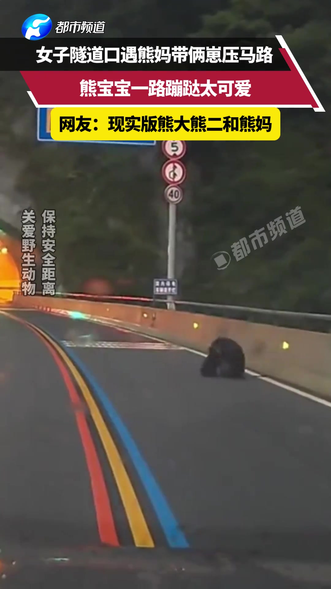 女子隧道口遇熊妈带俩崽压马路，熊宝宝一路蹦跶太可爱