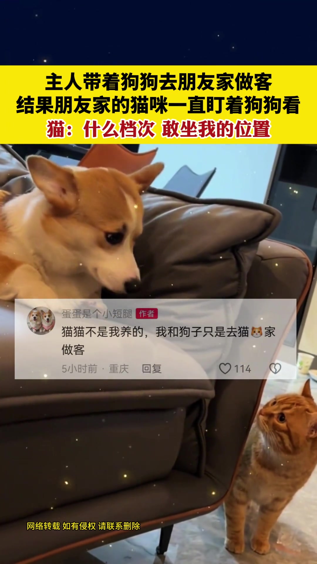 猫：什么档次，敢坐我的位置！