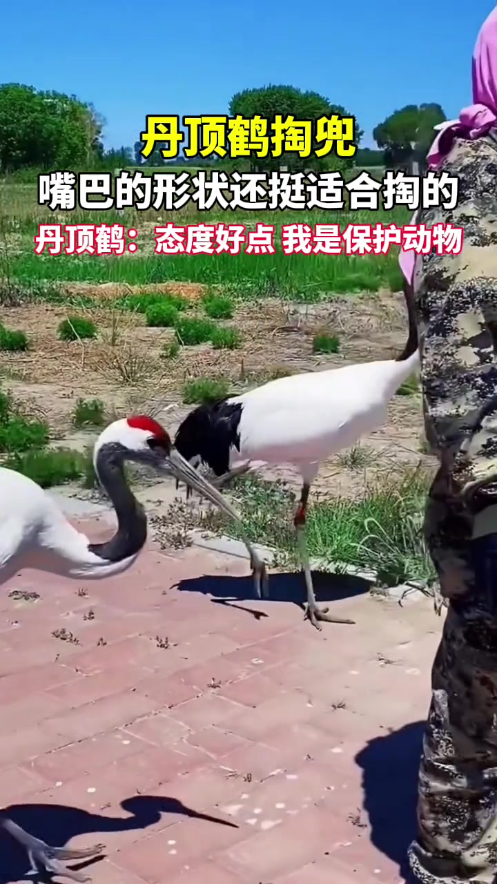 丹顶鹤：态度好点，我是保护动物！！！