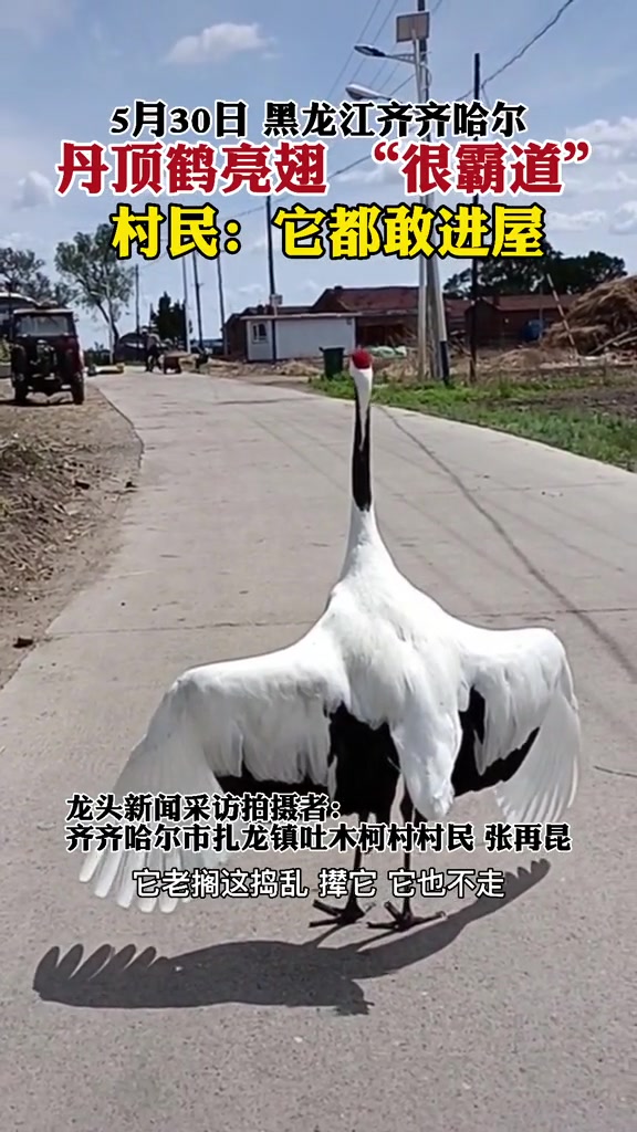 霸气展翅占据道路，听说还敢进屋