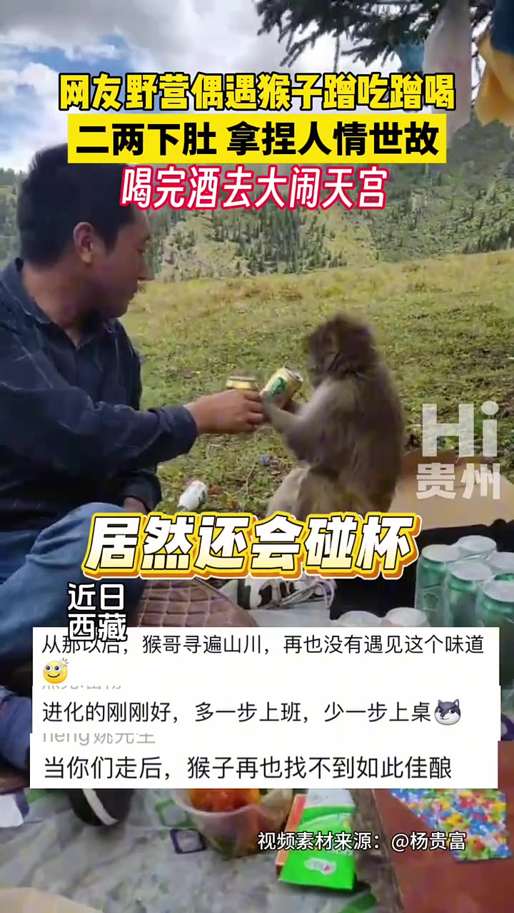 网友野营偶遇猴子蹭吃蹭喝，二两下肚拿捏人情世故！！