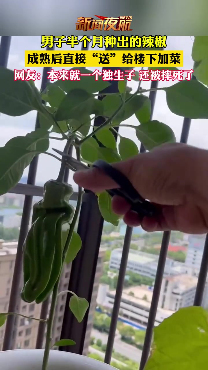 男子好不容易种出了辣椒，结果还给楼下加菜了