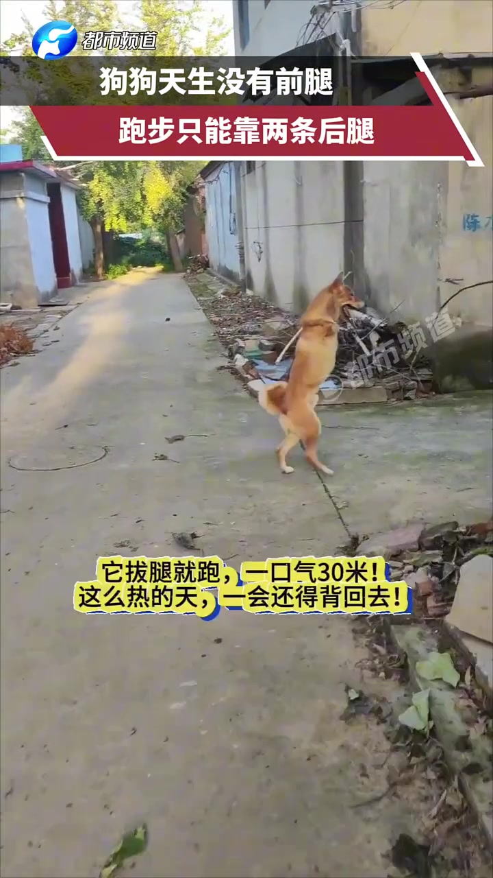 狗子天生没有前腿，行走全靠两只后腿