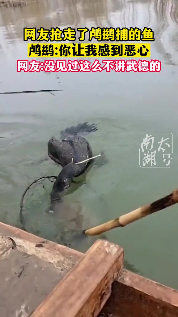 喝点马尿你是心高气傲，抢我鱼儿你是真不害臊！