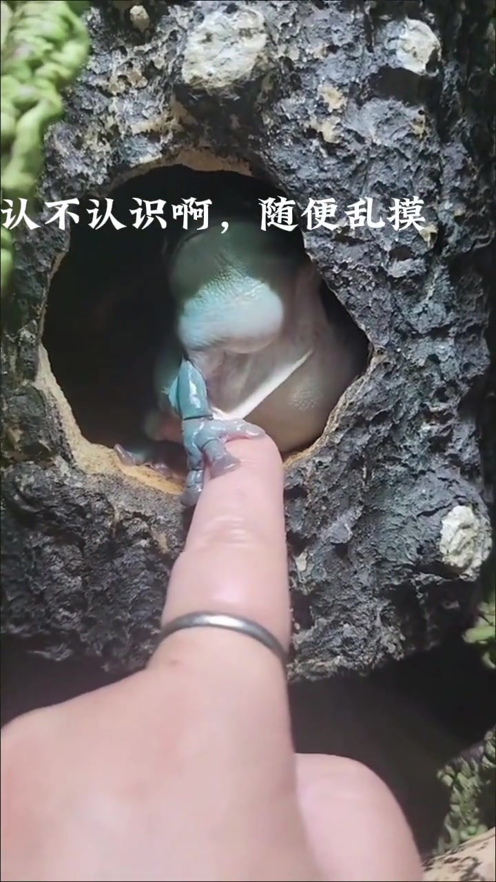 戳我肚肚哎嘿，没想到吧，你中招了！
