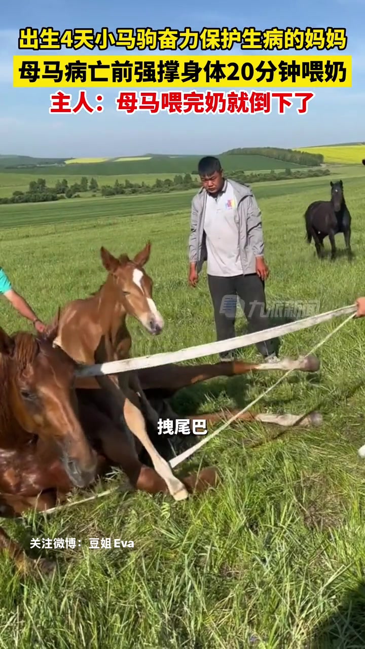救不回来！母马病亡前强撑身体给小马喂奶！小马母马都哭了！
