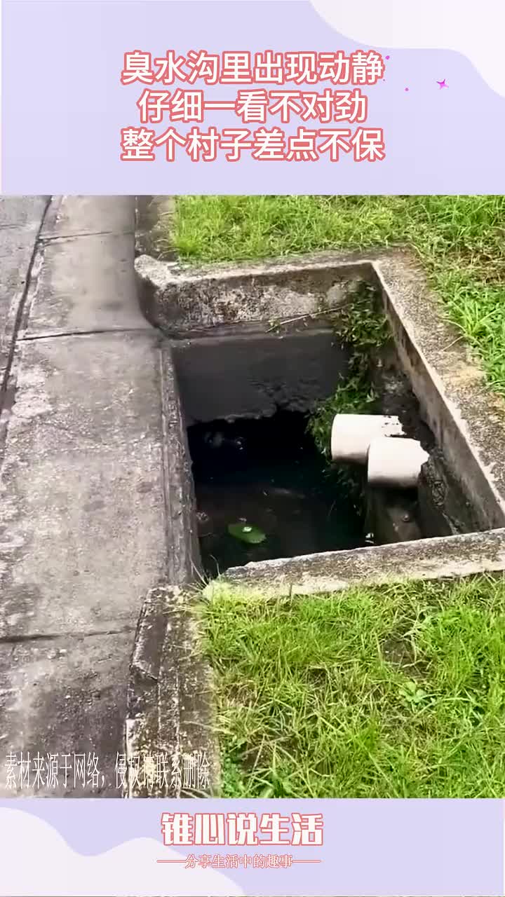 臭水沟里出现动静，仔细一看不对劲！！