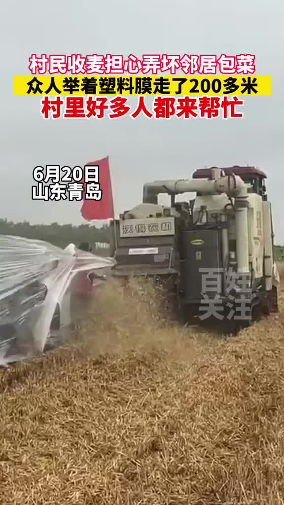 村民收麦担心弄坏邻居包菜众人举着塑料膜走了200多米！