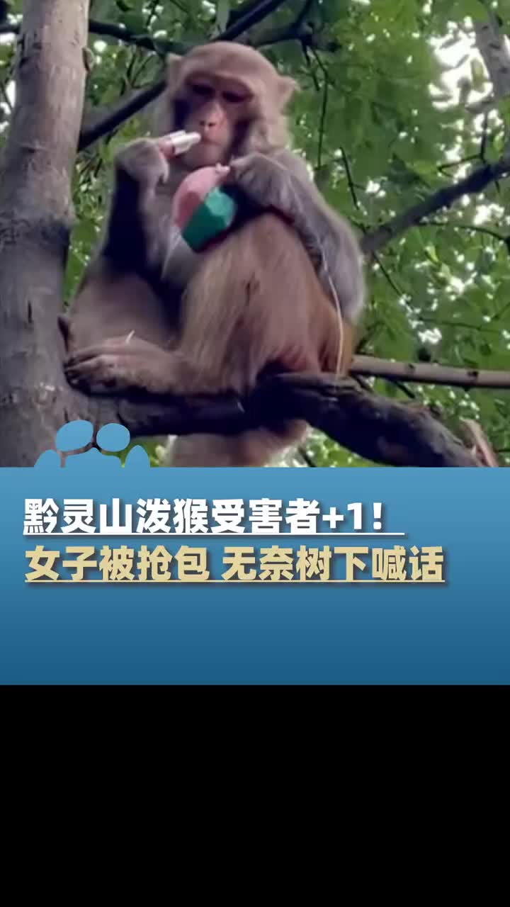 泼猴受害者+1！女子爬山遭猴子抢包无奈树下喊话！