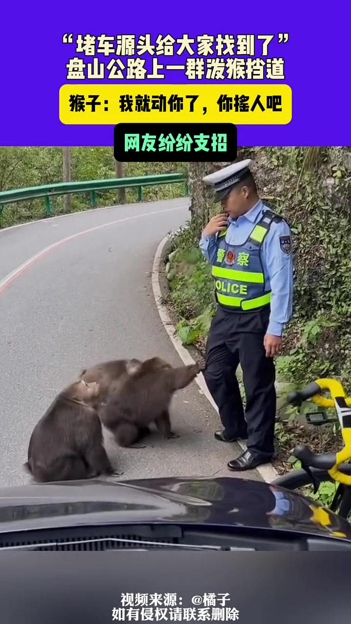 堵车源头给大家找到了！网友：给它一副银手镯！