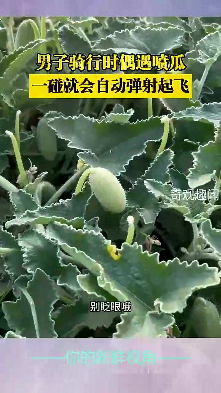 一碰就喷射起飞还真有这种植物吗