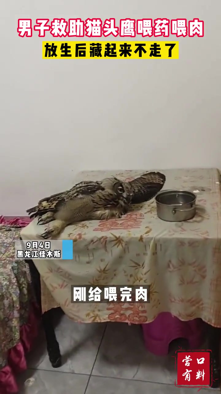 男子救助猫头鹰，喂食喂药后放生，没想到它竟躲起来不愿离去！