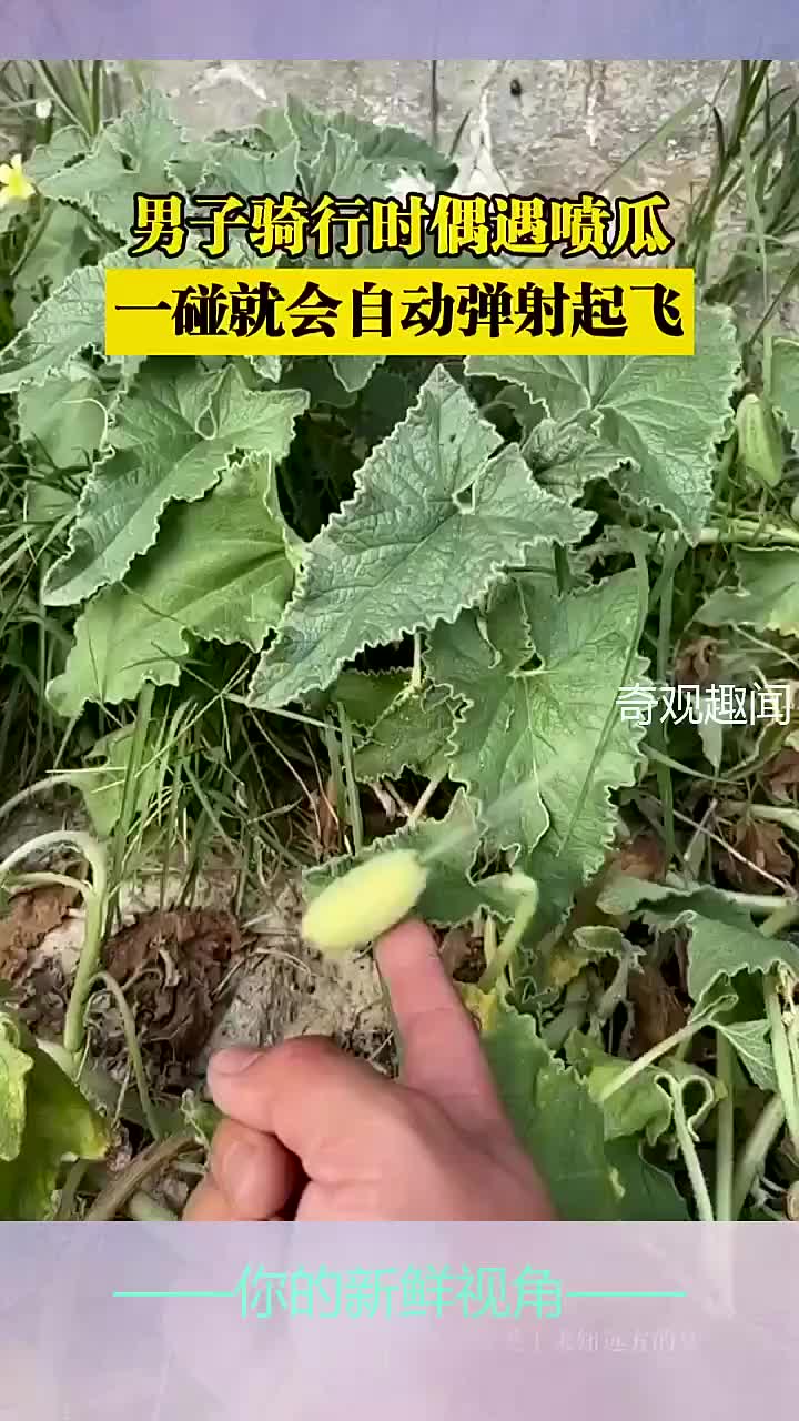男子骑行时偶遇喷瓜，一碰就会自动弹射起飞！