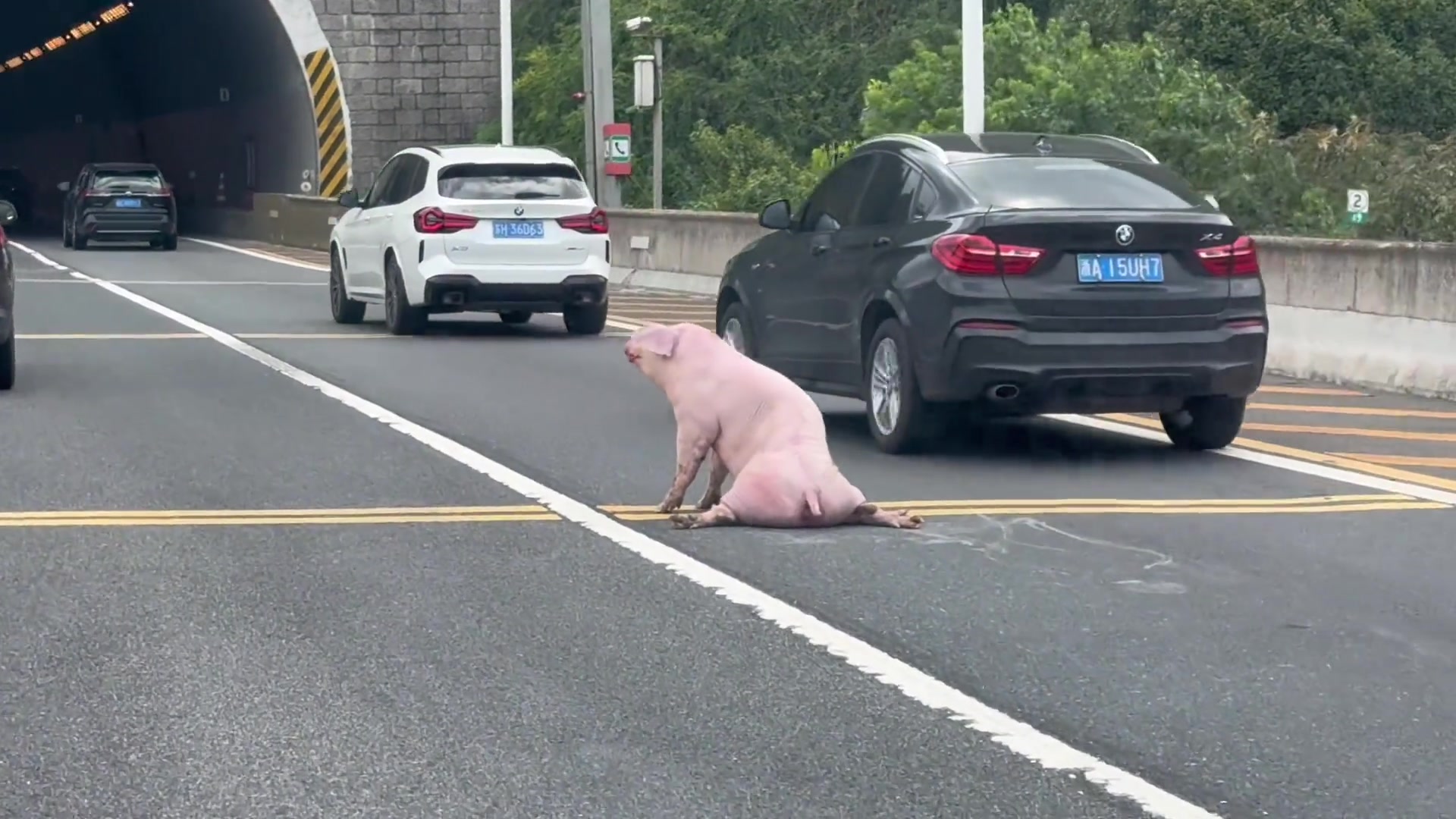 虽然猪肉很好吃，但是这个样子它确实很可怜