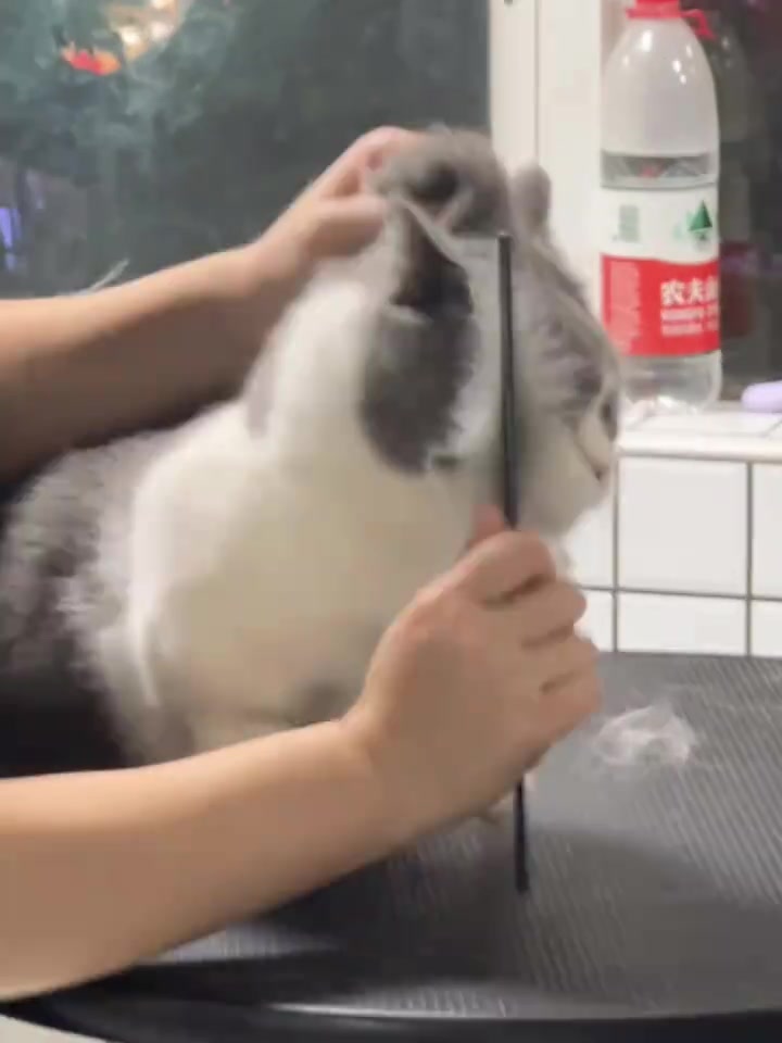 小时候让奶梳发belike