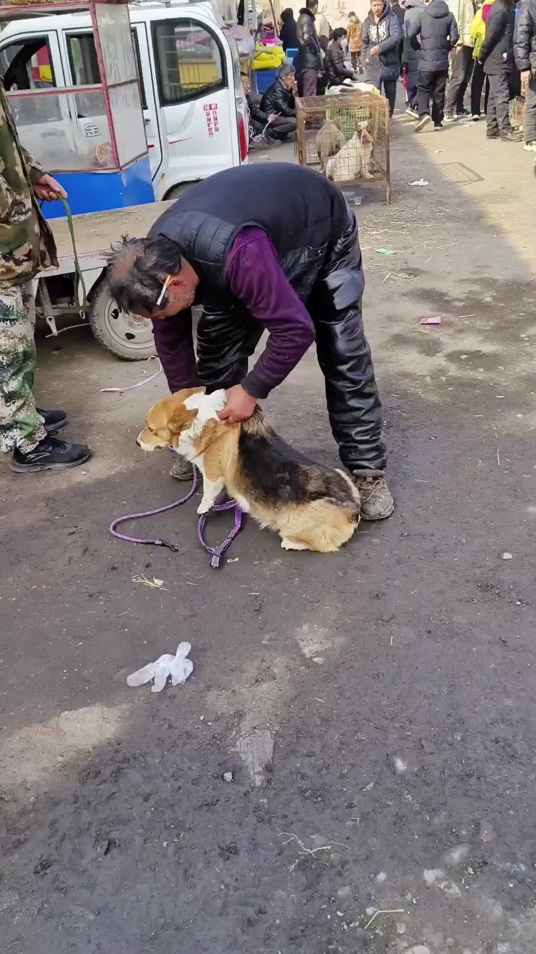 这么好一条狗说卖就卖了啊那你当时养它干嘛呢